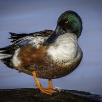 Relaxed Shoveler - George Peterson